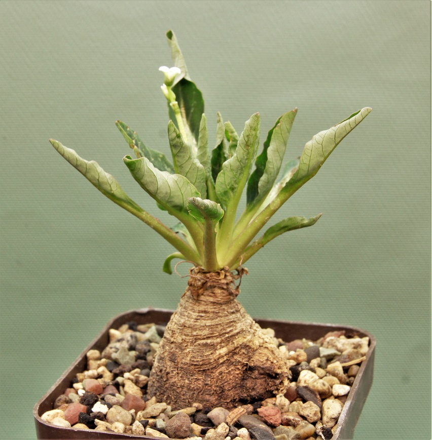 Euphorbia-spannringii-Fish-bone-Varitgatet-leaf-Madagascar-4