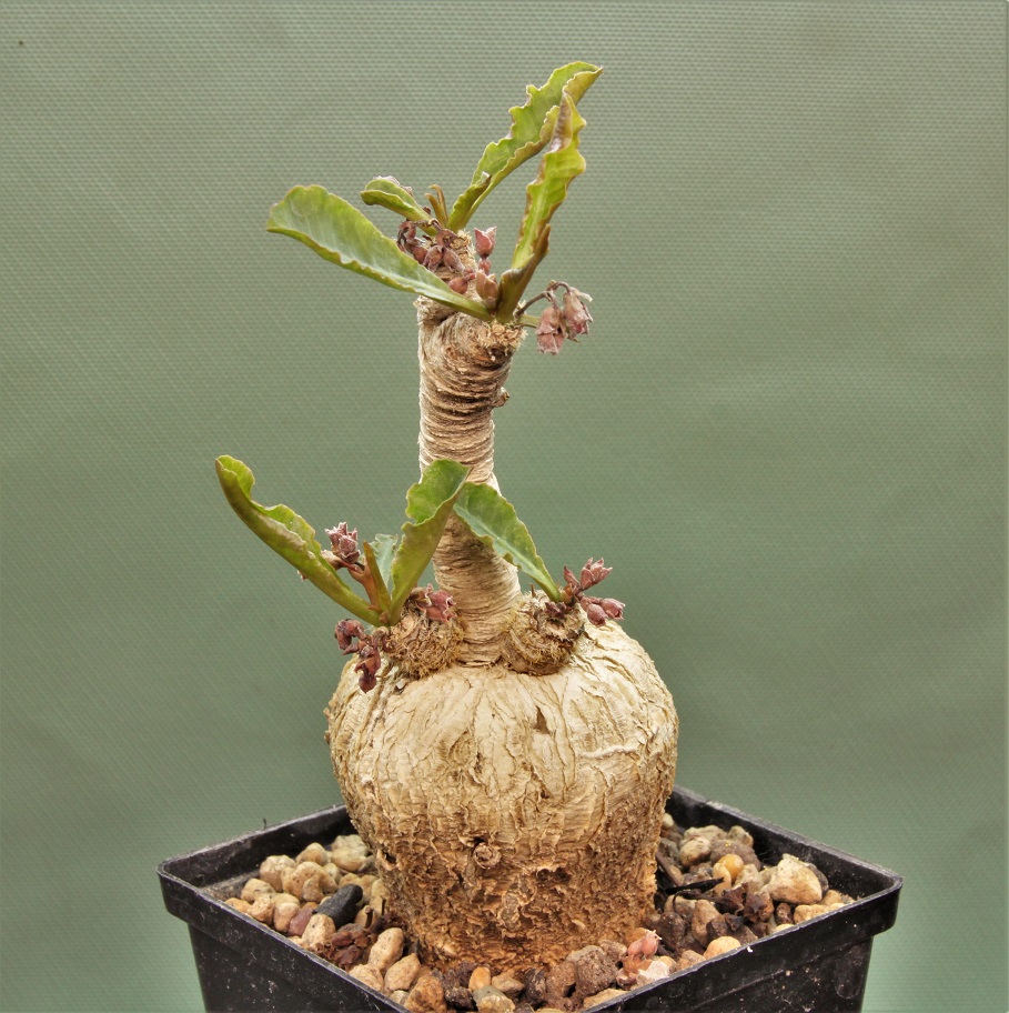 Euphorbia-subapoda