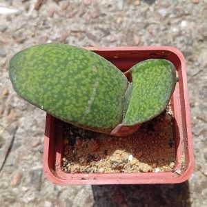 Gasteria Kyo_Tyo ex Japan