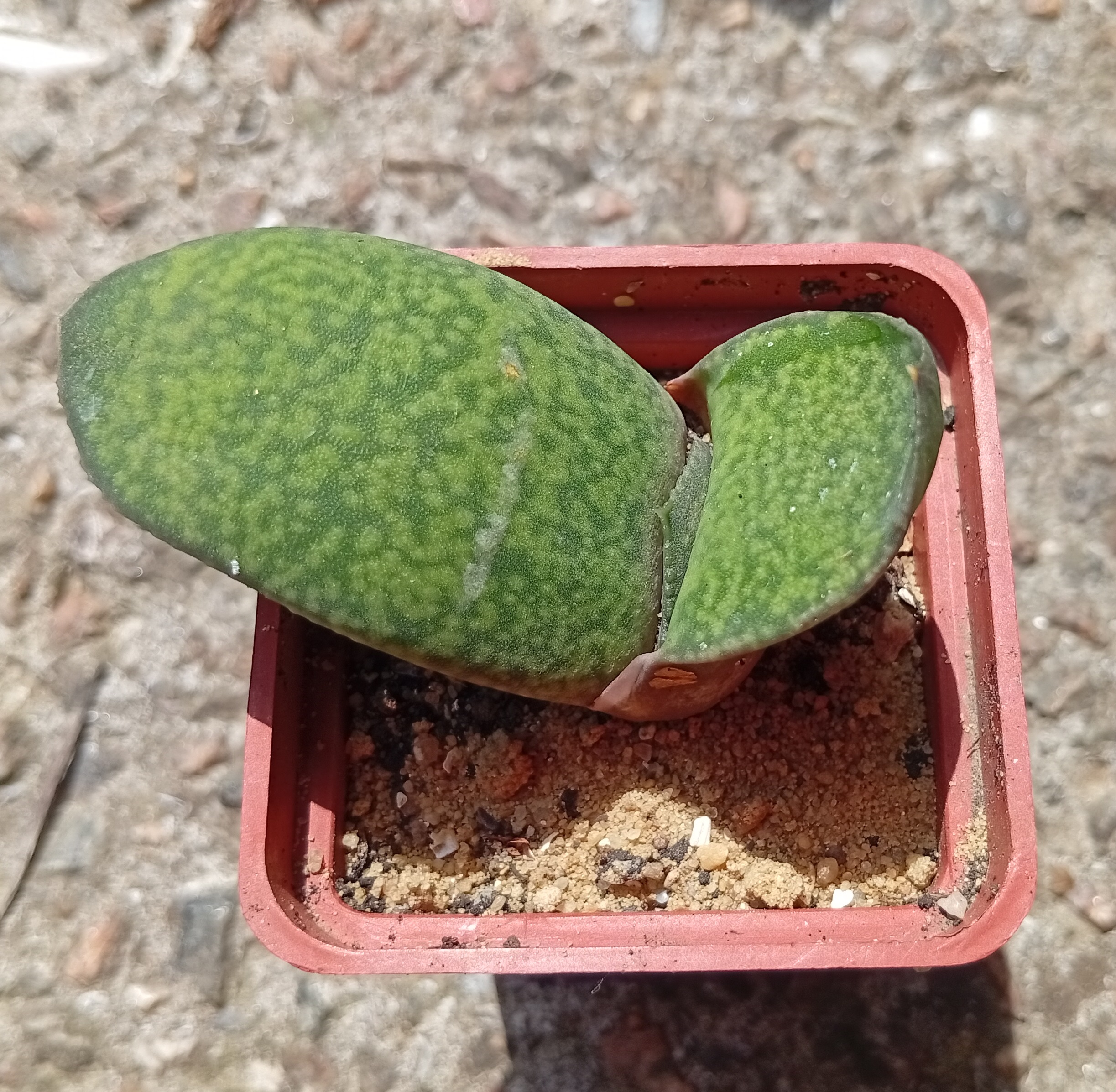 Gasteria Kyo_Tyo ex Japan