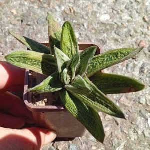 Gasteria Warthog