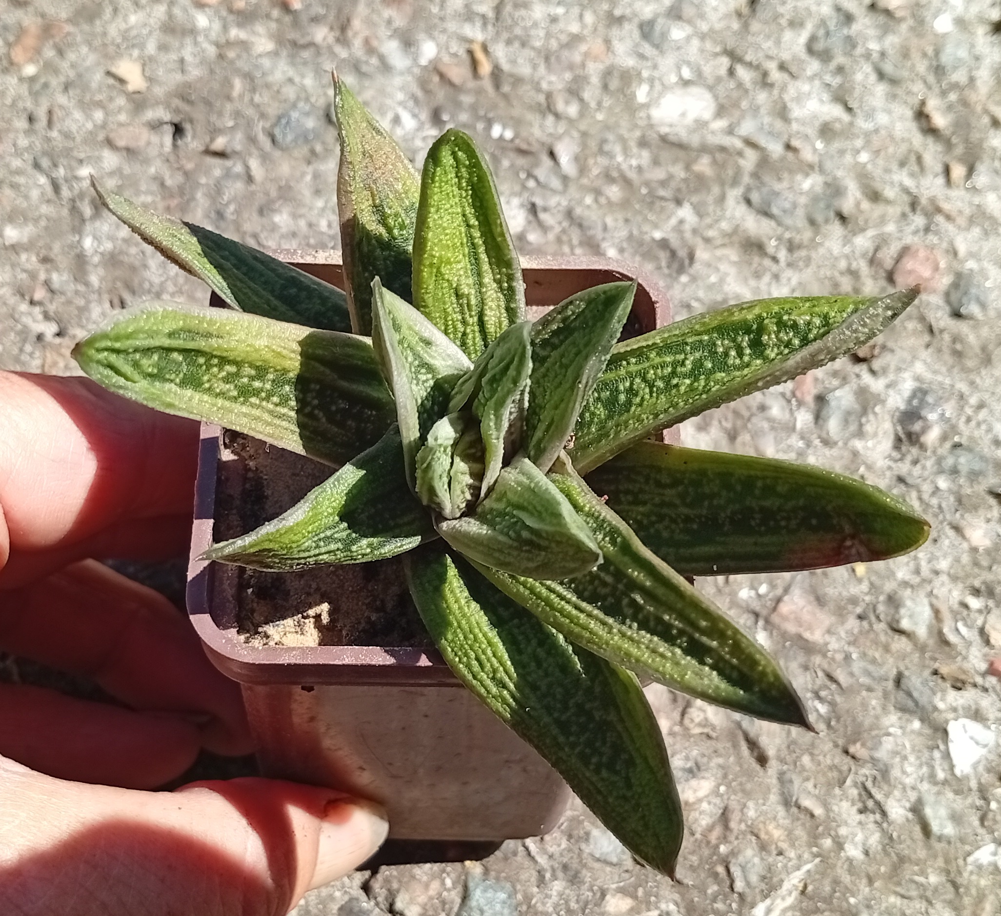 Gasteria Warthog