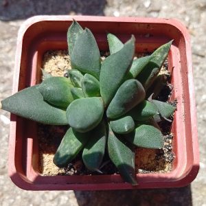 Gasteria brachyphylla f monstrosa