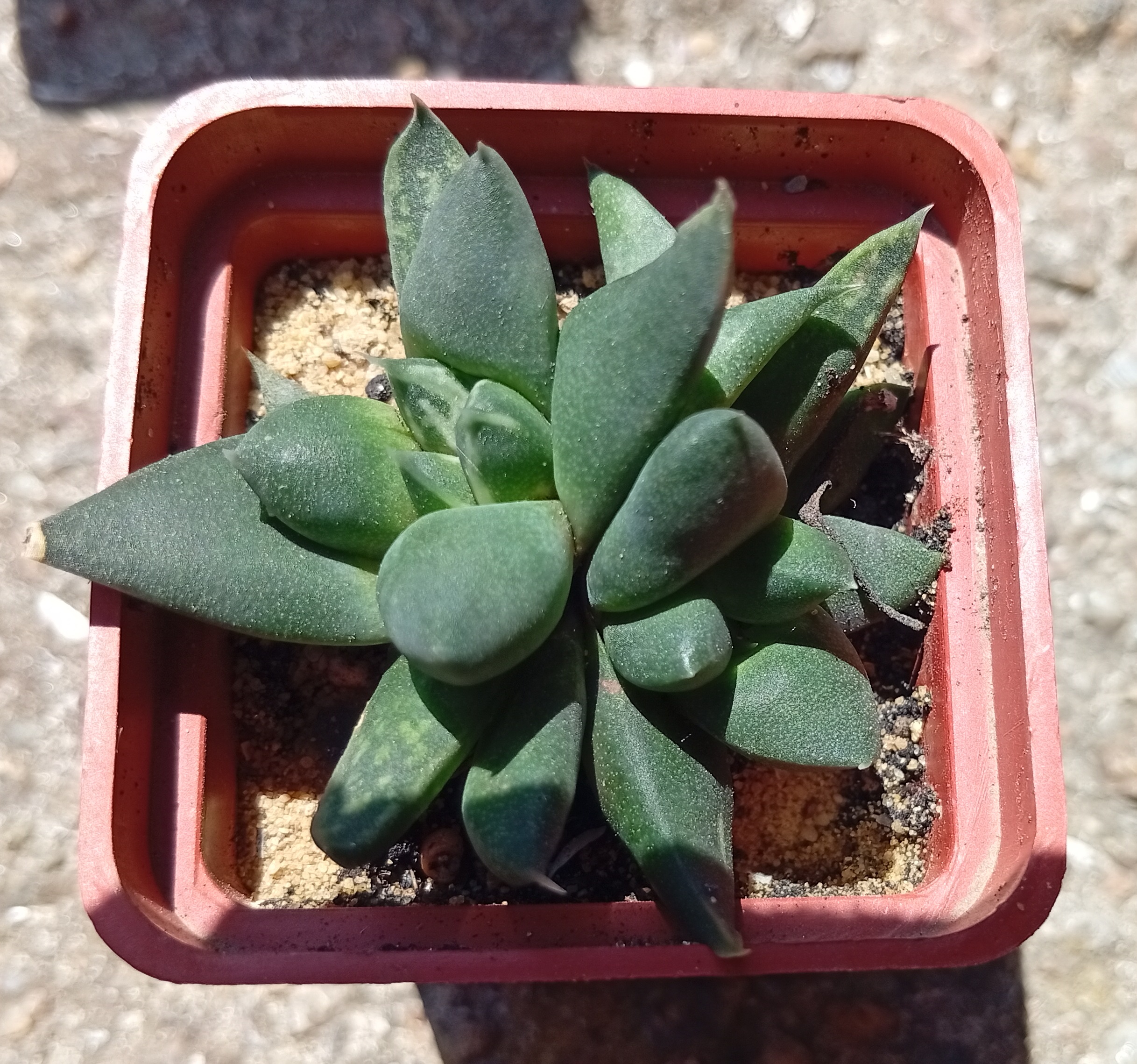 Gasteria brachyphylla f monstrosa
