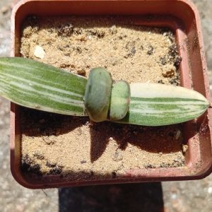Gasteria glomerata f variegata