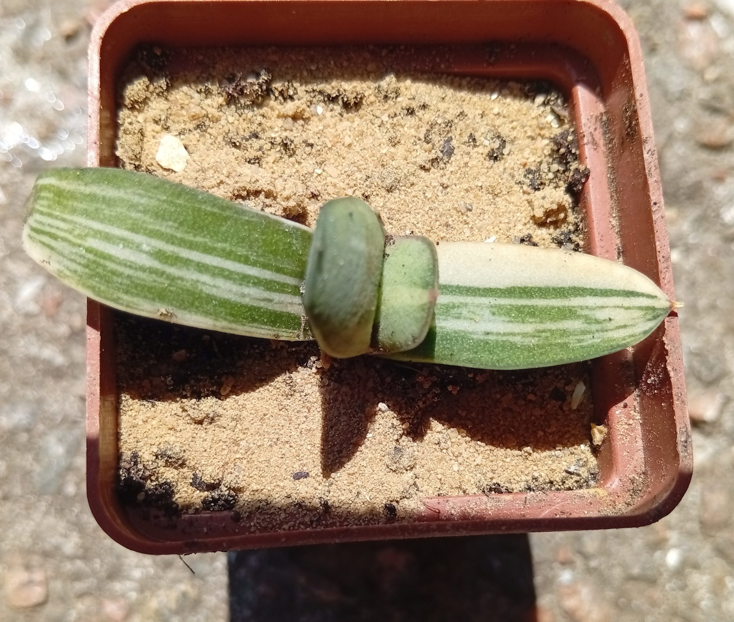 Gasteria glomerata f variegata
