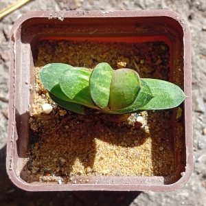 Gasteria glomerata f variegata