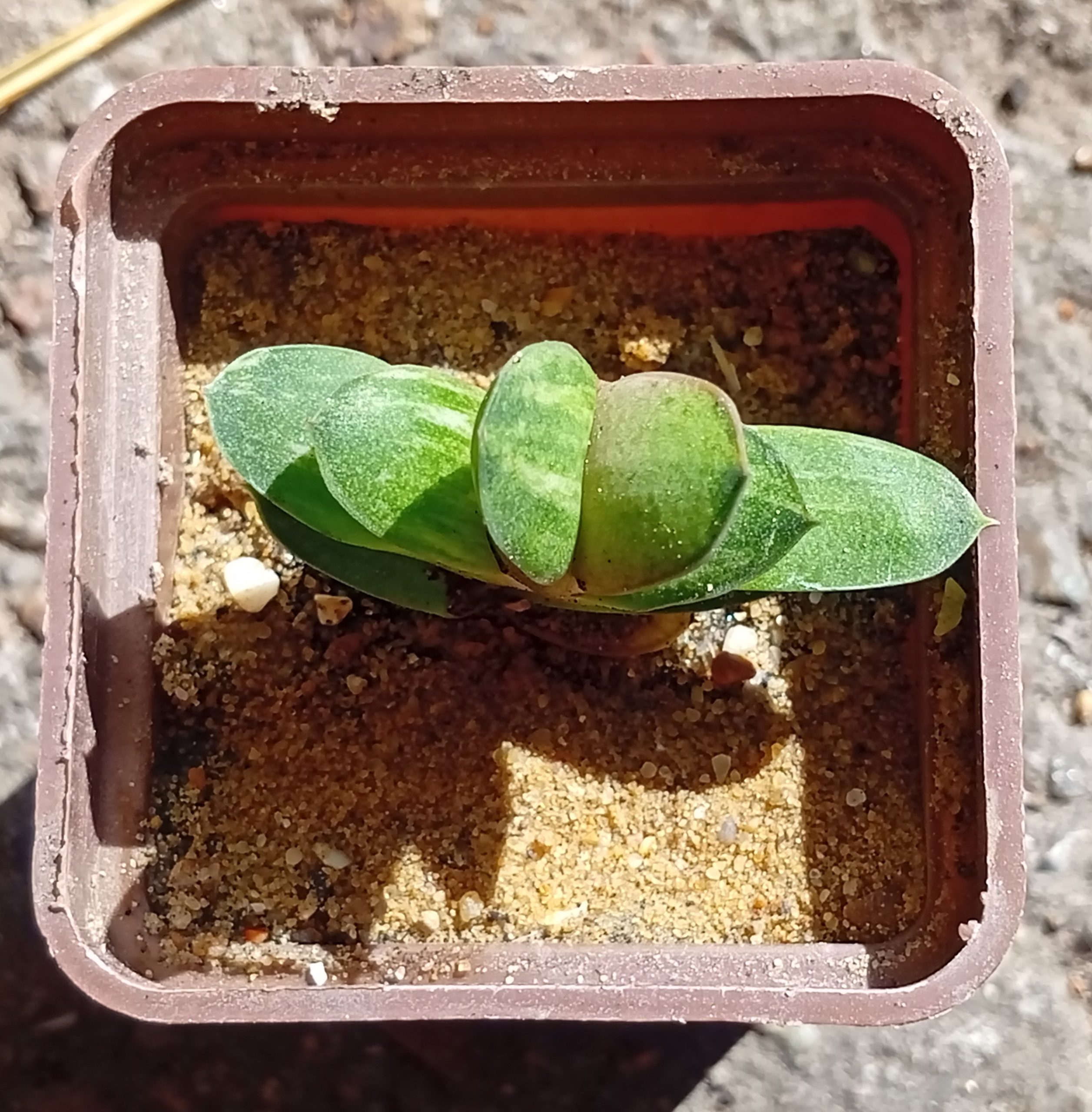 Gasteria glomerata f variegata