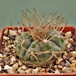 Gymnocalycium-armatum-JO-600-4