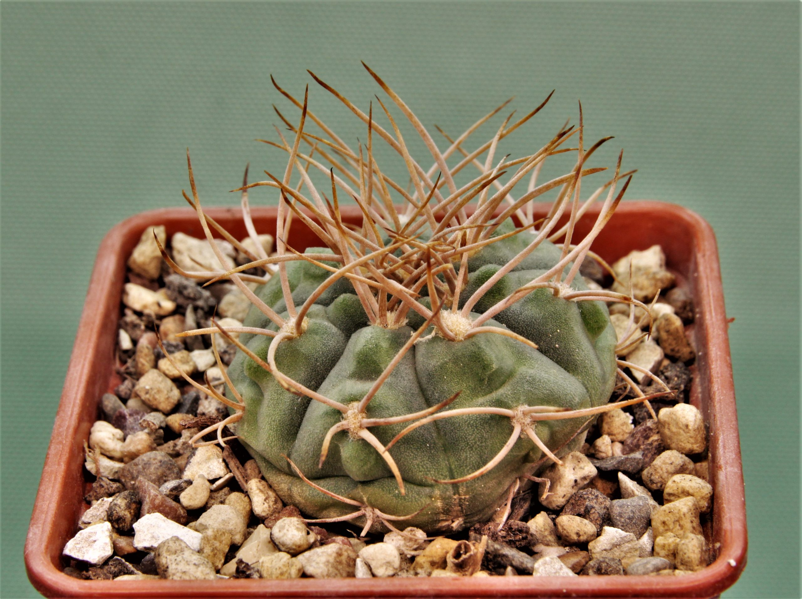 Gymnocalycium-armatum-JO-600-4