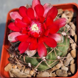 Gymnocalycium baldianum VG 565