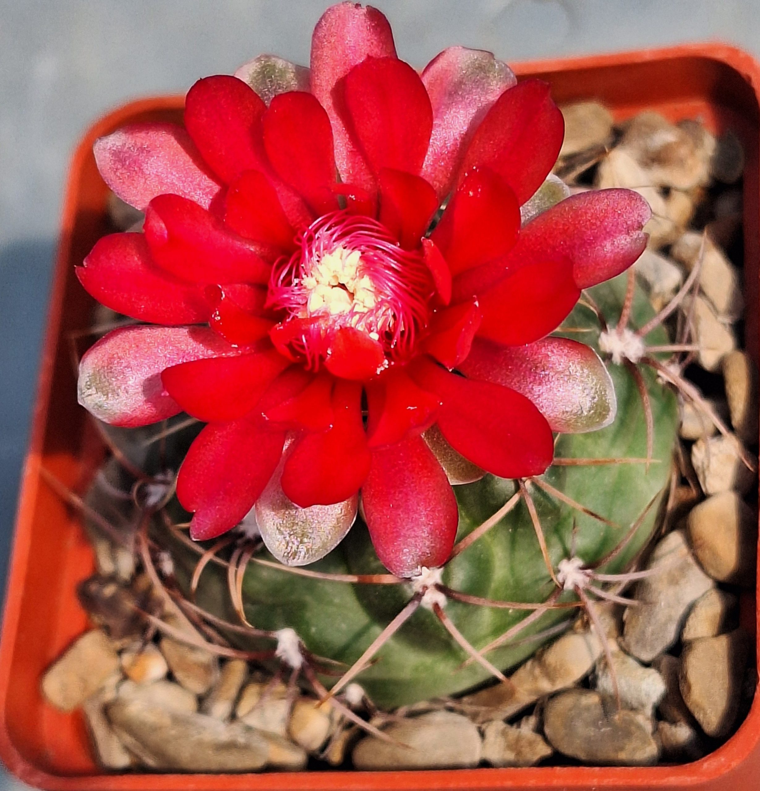 Gymnocalycium baldianum VG 565