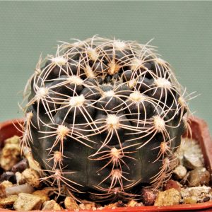 Gymnocalycium-calochlorum
