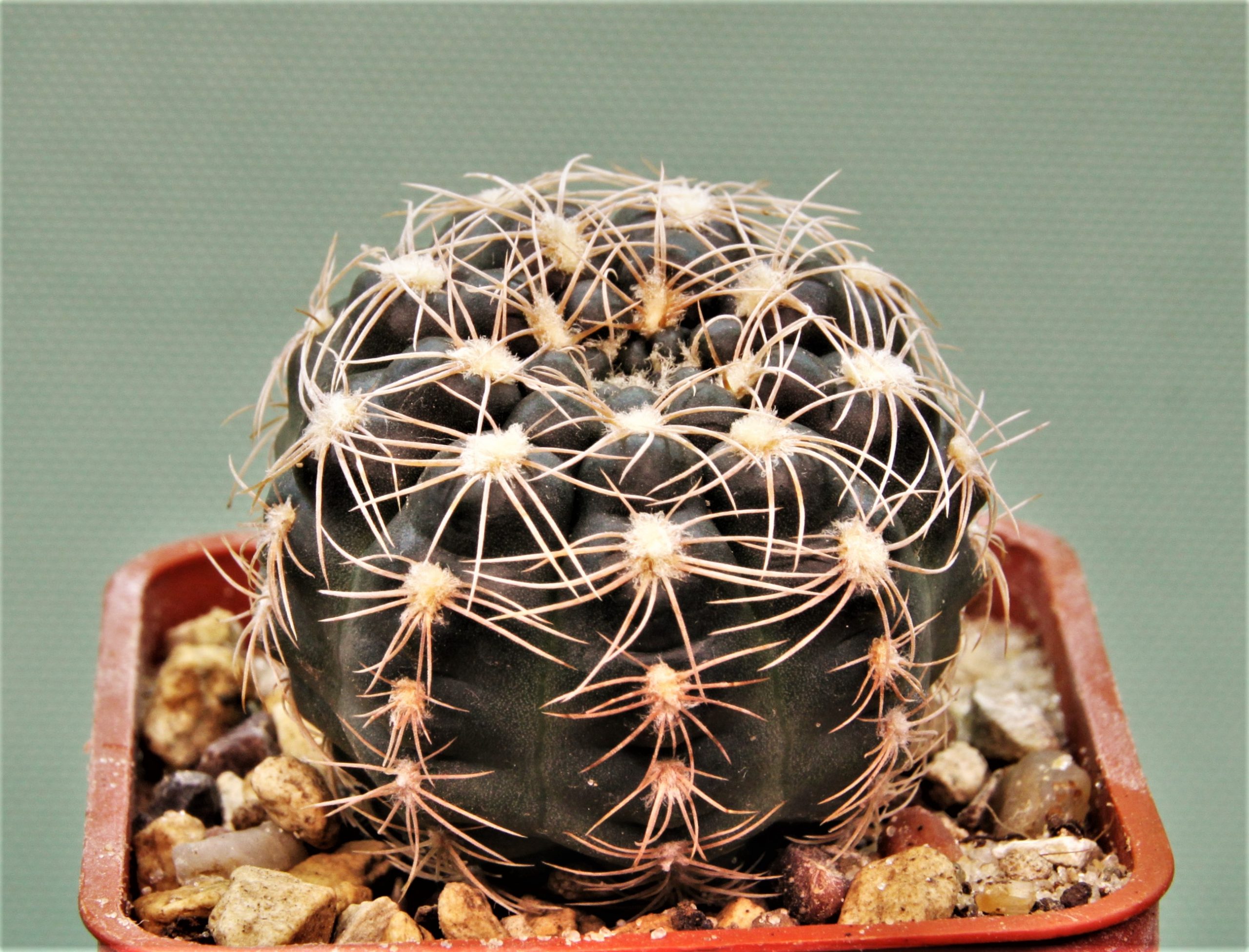 Gymnocalycium-calochlorum