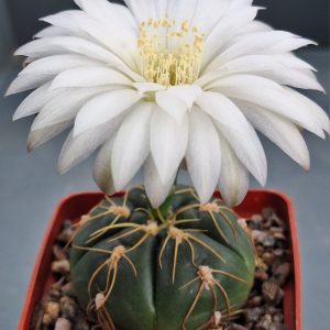 Gymnocalycium denudatum LB 811