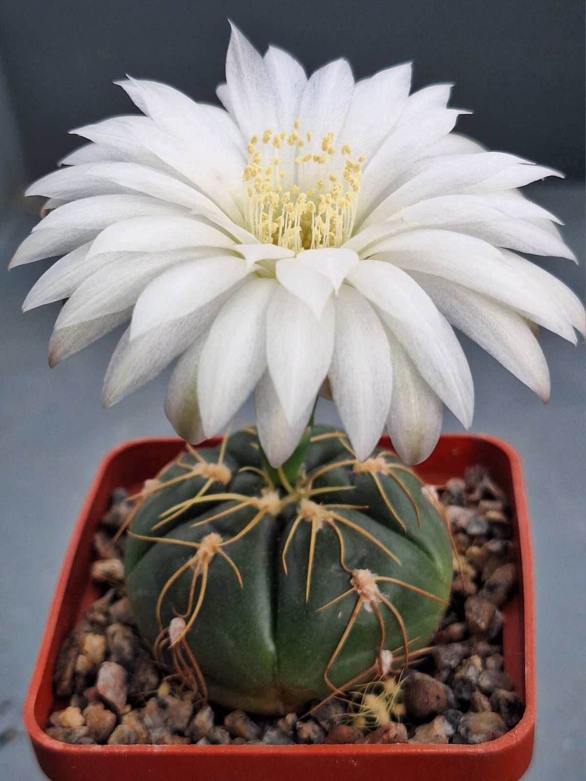 Gymnocalycium denudatum LB 811