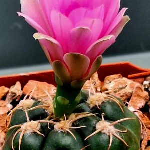 Gymnocalycium denudatum cv.Jan Suba