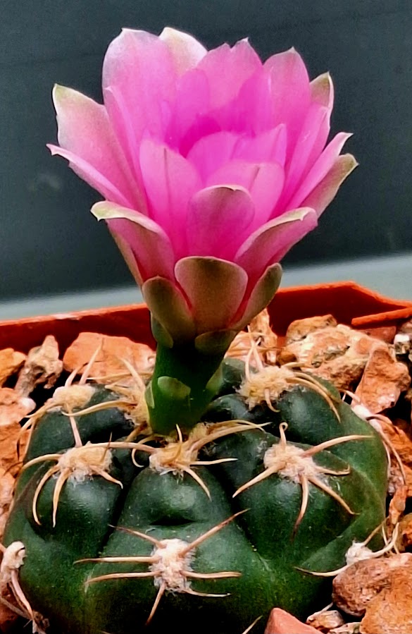 Gymnocalycium denudatum cv.Jan Suba