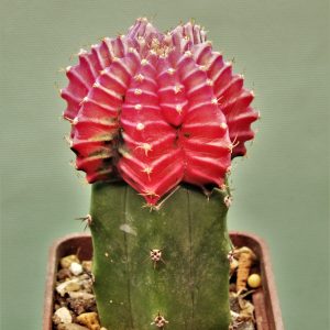 Gymnocalycium-friedrichii-variegate-10