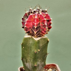 Gymnocalycium-friedrichii-variegate-11