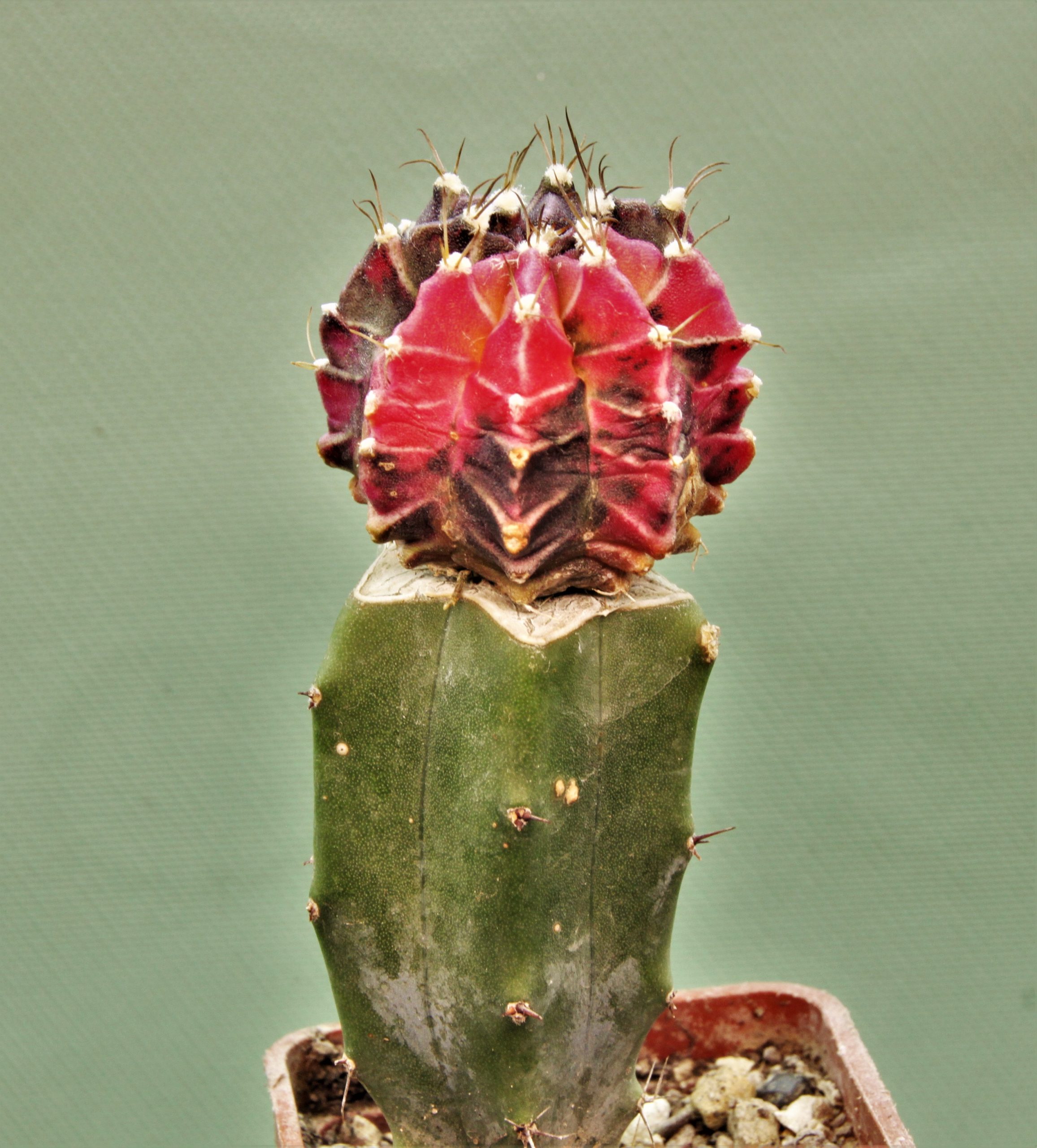 Gymnocalycium-friedrichii-variegate-11