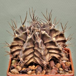 Gymnocalycium-friedrichii-variegate-11а