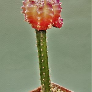 Gymnocalycium-friedrichii-variegate-12