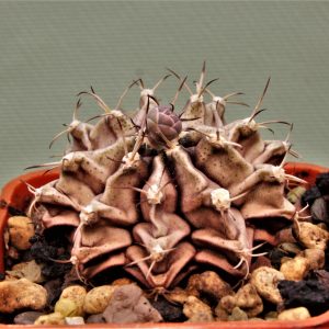 Gymnocalycium-friedrichii-variegate-12а