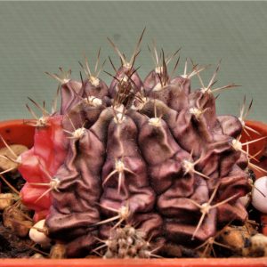 Gymnocalycium-friedrichii-variegate-13