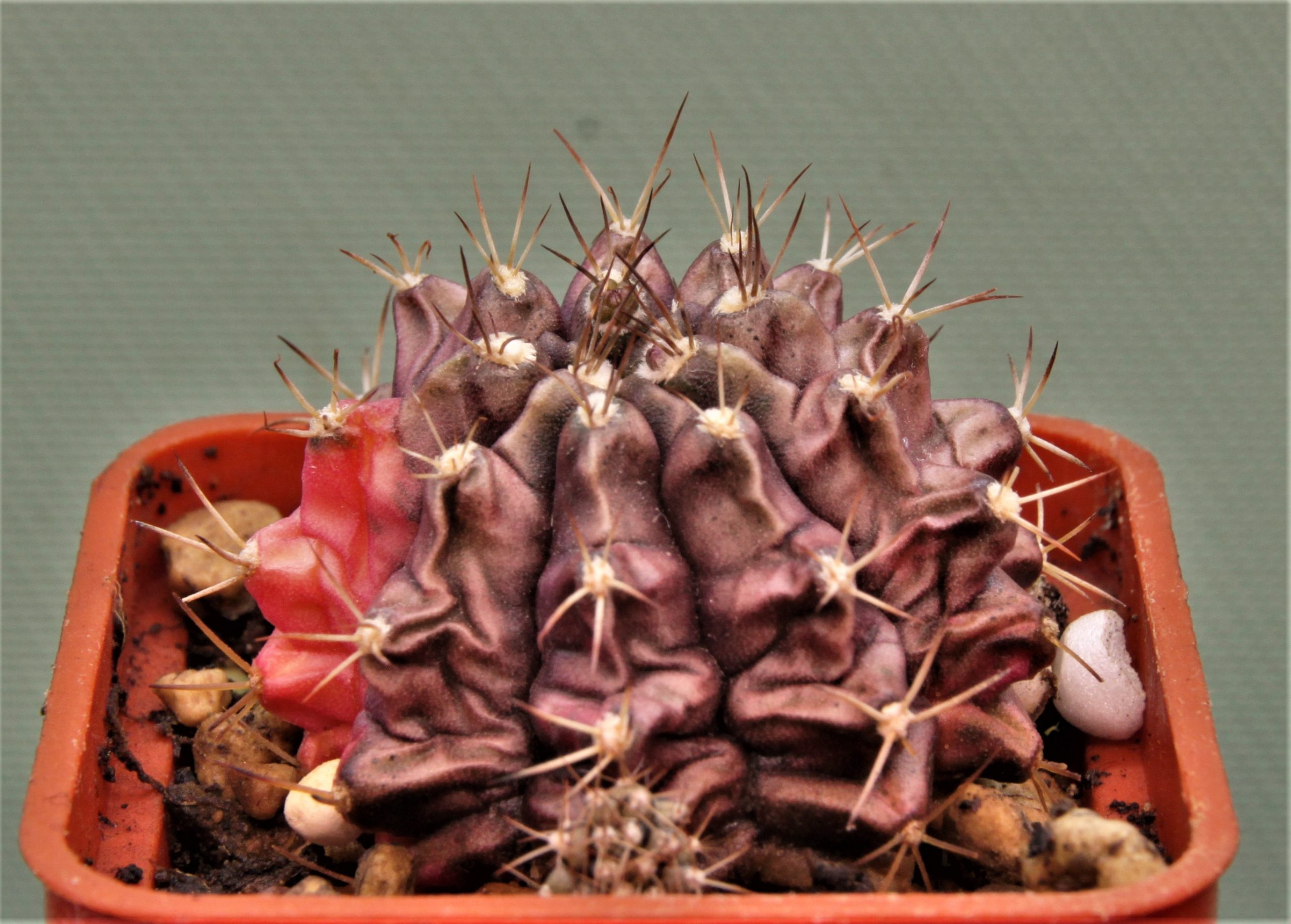 Gymnocalycium-friedrichii-variegate-13