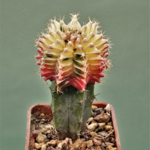 Gymnocalycium-friedrichii-variegate-14