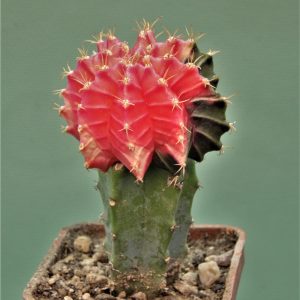 Gymnocalycium-friedrichii-variegate-15
