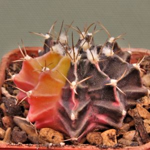 Gymnocalycium-friedrichii-variegate-16