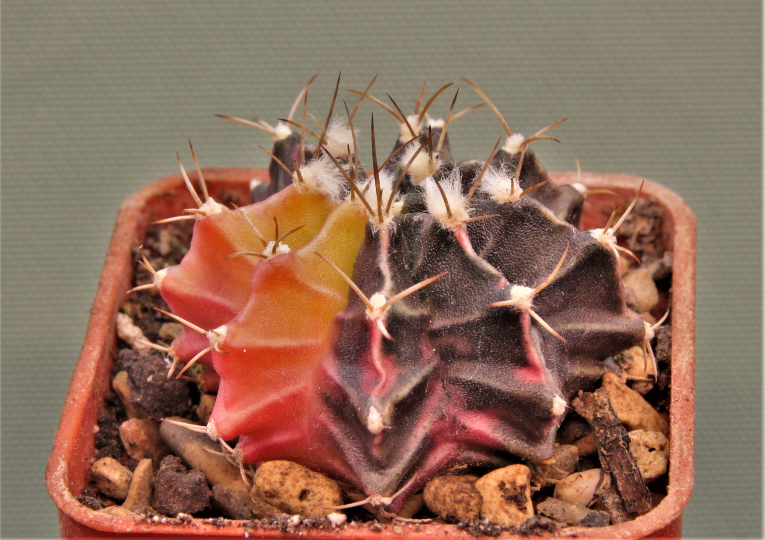 Gymnocalycium-friedrichii-variegate-16