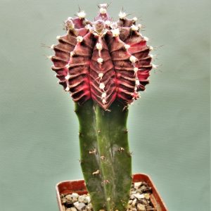 Gymnocalycium-friedrichii-variegate-2