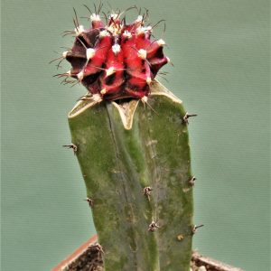 Gymnocalycium-friedrichii-variegate-20