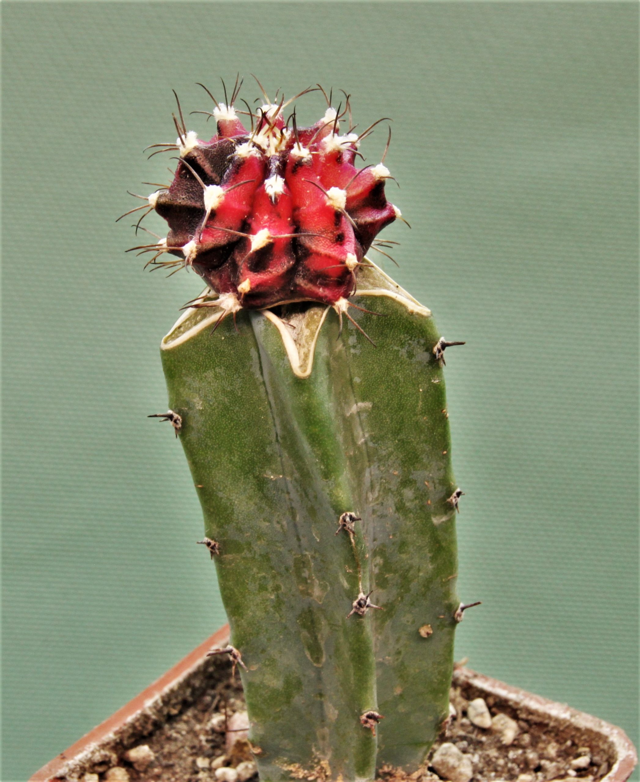 Gymnocalycium-friedrichii-variegate-20