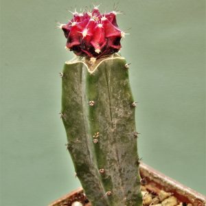 Gymnocalycium-friedrichii-variegate-21.