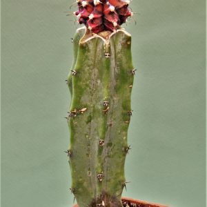 Gymnocalycium-friedrichii-variegate-22