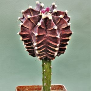 Gymnocalycium-friedrichii-variegate-3