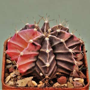 Gymnocalycium-friedrichii-variegate-7