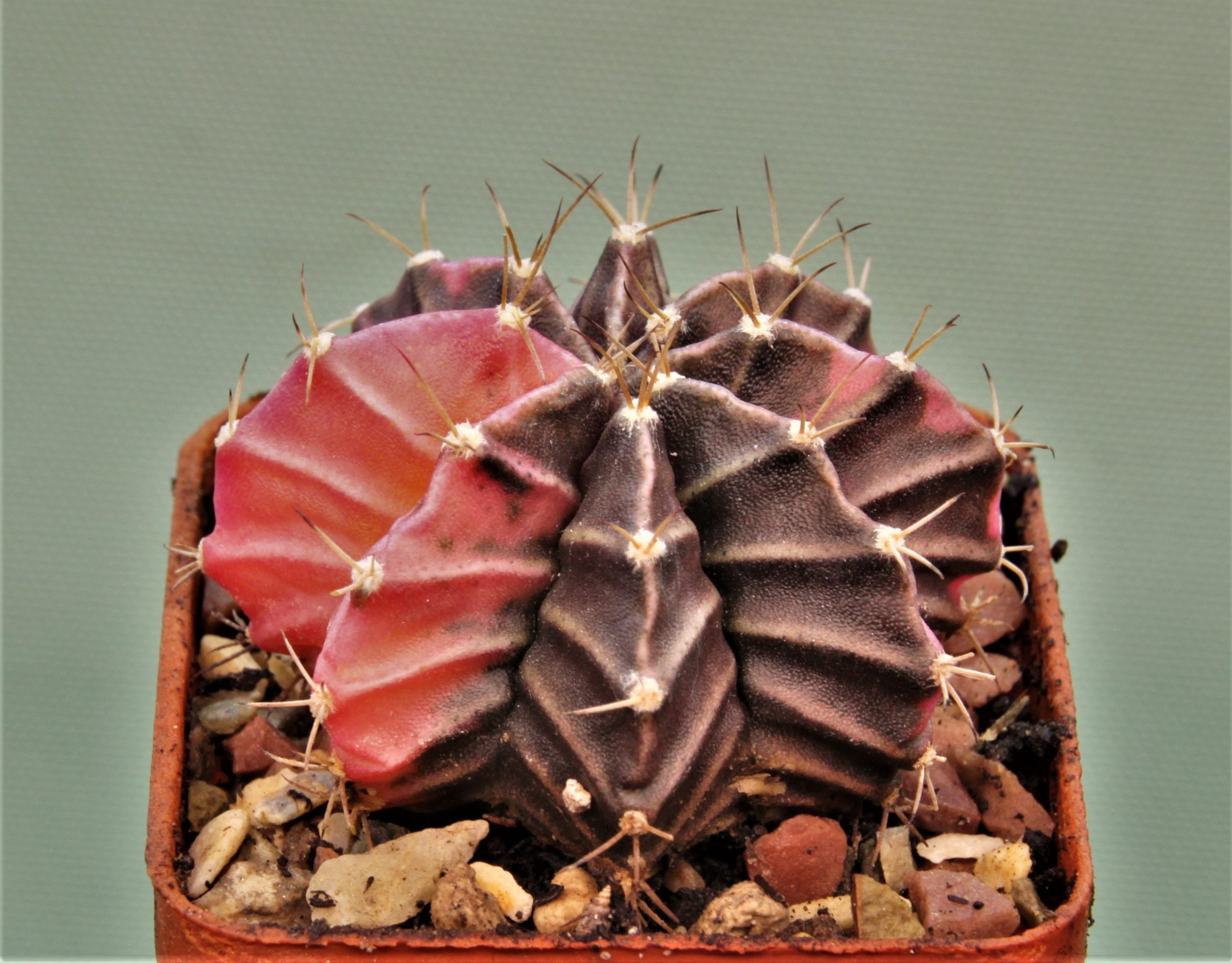 Gymnocalycium-friedrichii-variegate-7