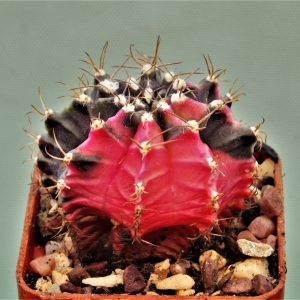 Gymnocalycium-friedrichii-variegate-8