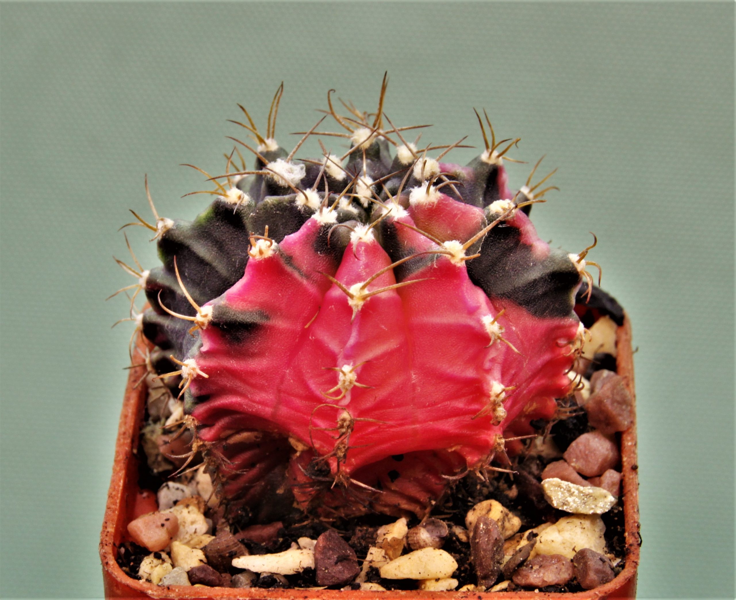 Gymnocalycium-friedrichii-variegate-8