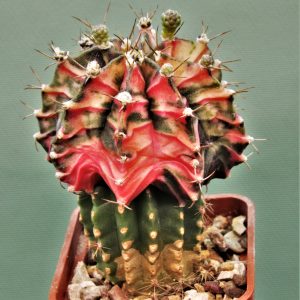 Gymnocalycium-friedrichii-variegate-P3