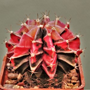 Gymnocalycium-friedrichii-variegate-P4.