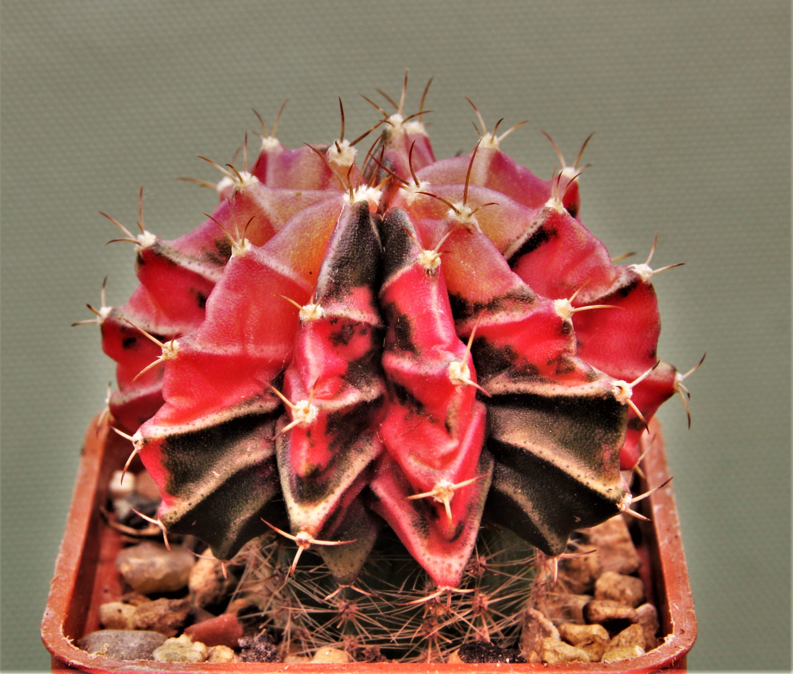Gymnocalycium-friedrichii-variegate-P4.