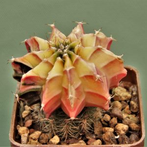 Gymnocalycium-friedrichii-variegate-P6