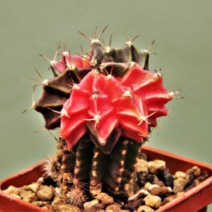 Gymnocalycium-friedrichii-variegate-P7