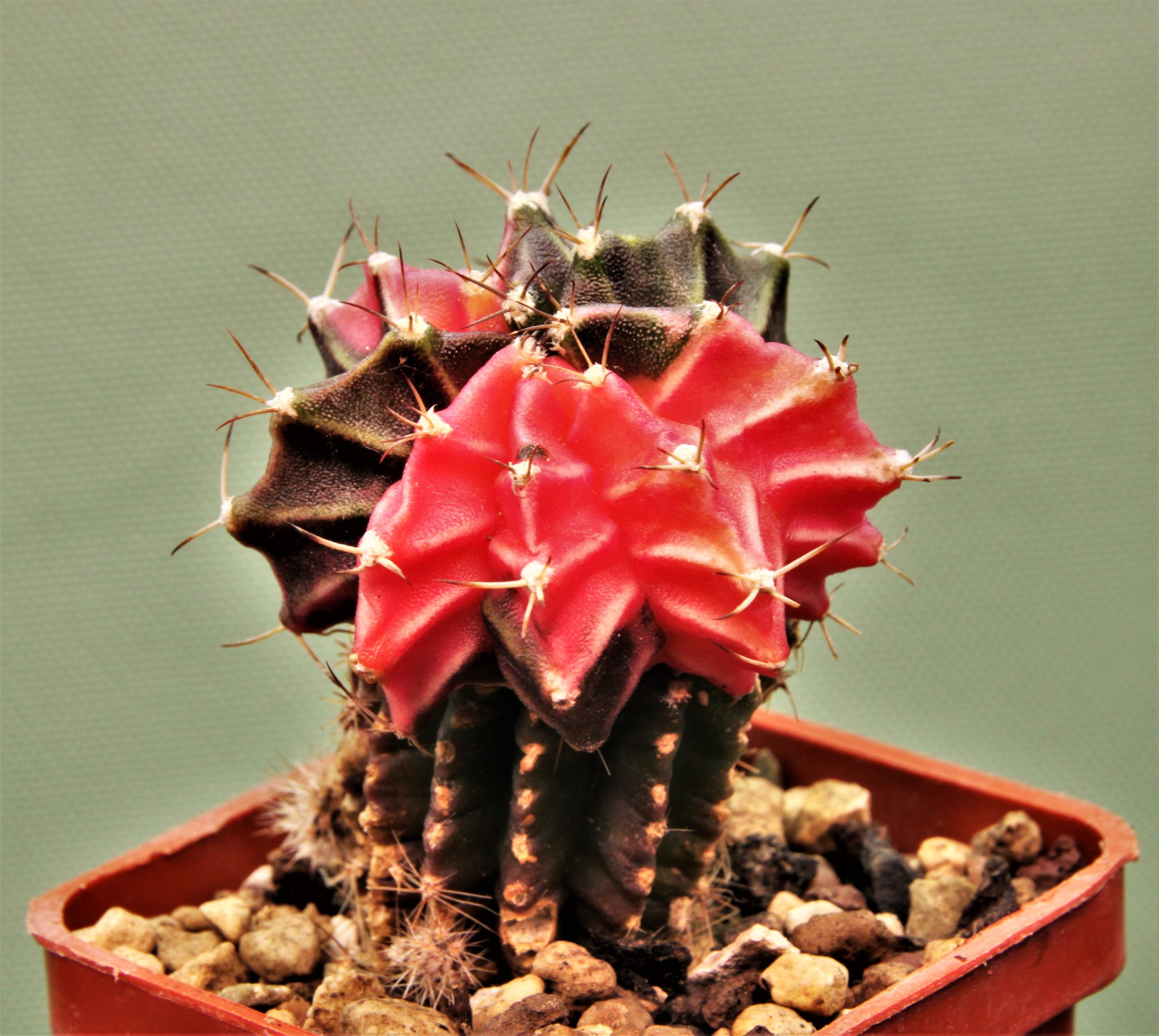 Gymnocalycium-friedrichii-variegate-P7